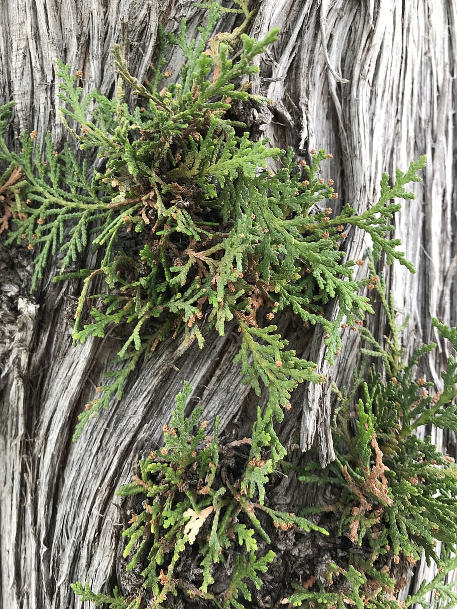 tree, plant, green color, growth, tree trunk, nature, no people HD wallpaper