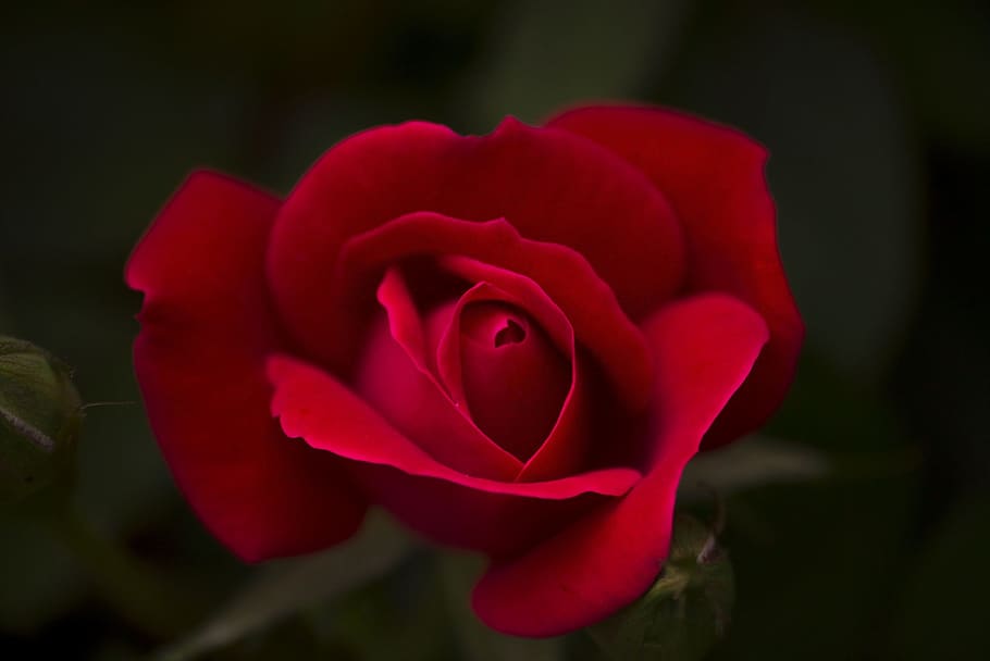 red, rose, flower, fresh, nature, fragrance, garden, flowering plant HD wallpaper