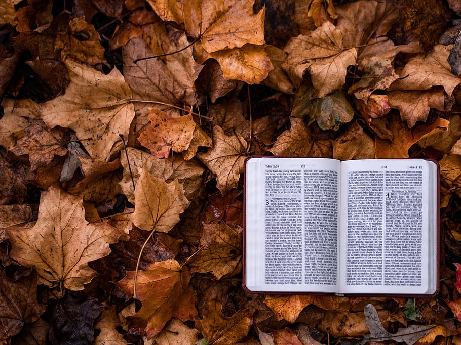 open book on dry leaves, leaf, autumn, bible, fall, read, literature