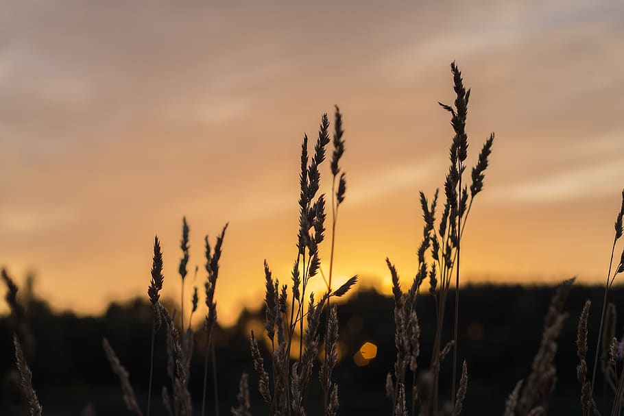 Brown Wheat during Sunset, sky, wheat field, growth, plant, beauty in nature HD wallpaper
