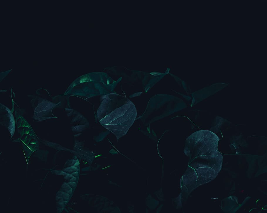 aesthetic, art, leaves, green, dark, moody, black, leaf, plant part, HD wallpaper