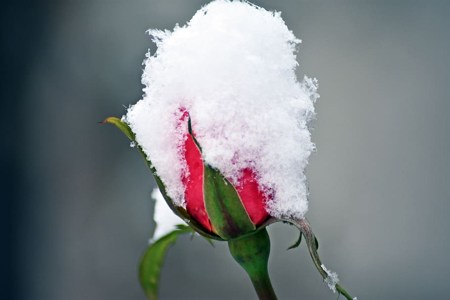rose, snow, winter, garden, love, romantic, wallpaper, nature HD wallpaper