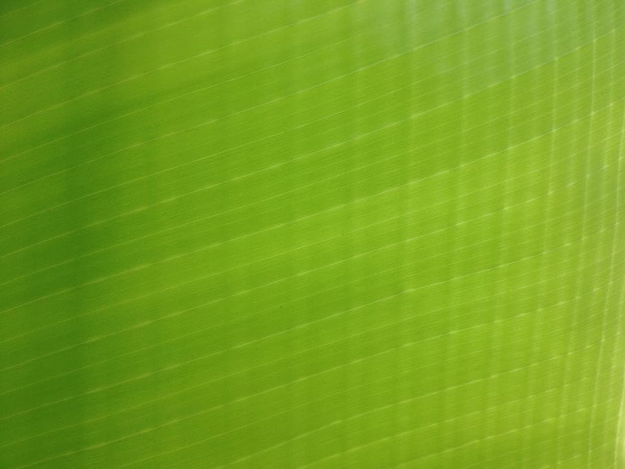 frond, palm, leaves, trees, forest, nature, green, leaf, full frame HD wallpaper
