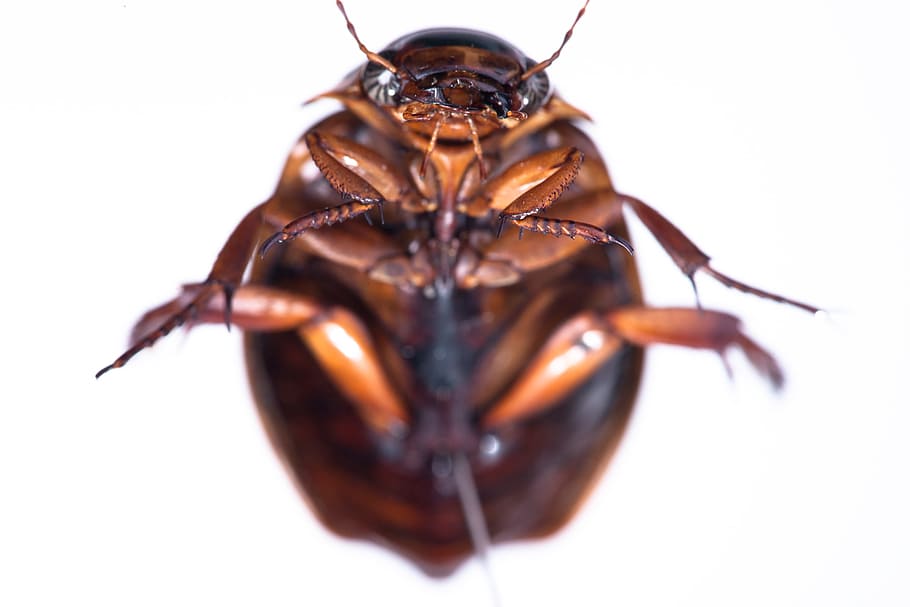 cockroach, madagascar, background, isolated, dirty, creepy