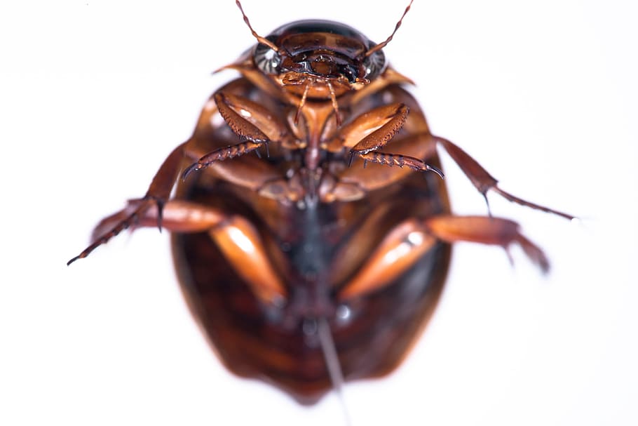 21300 Cockroach Stock Photos Pictures  RoyaltyFree Images  iStock   German cockroach Dead cockroach Cockroach icon