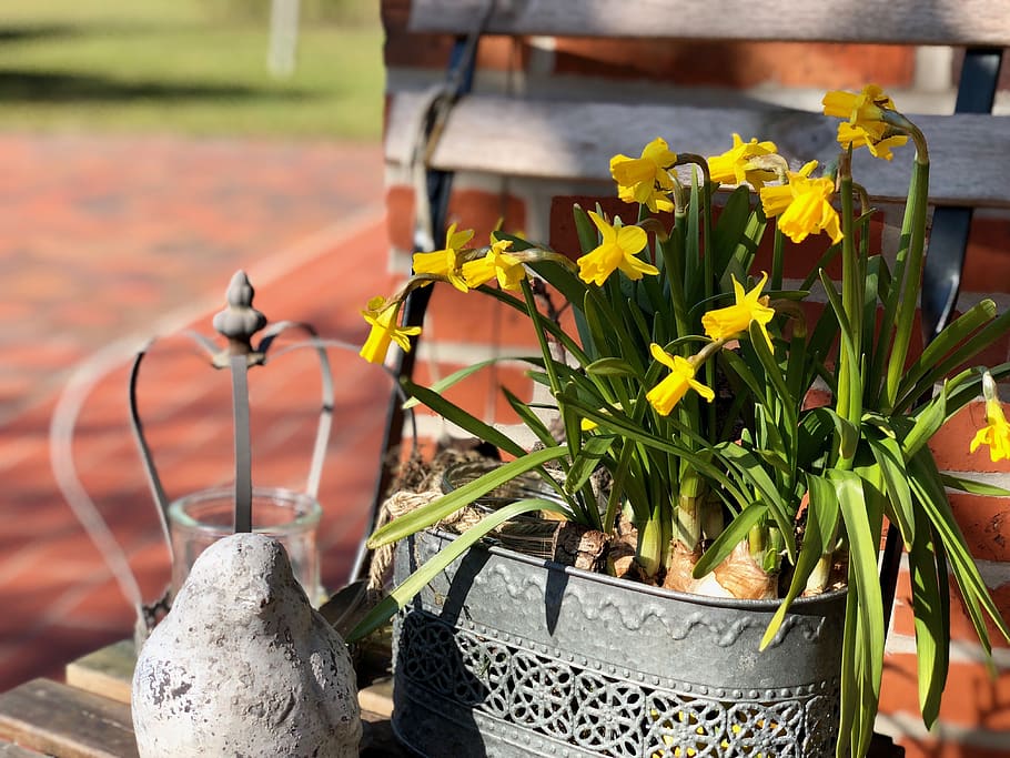 easter, osterglocken, daffodils, nature, spring flowers, springtime HD wallpaper