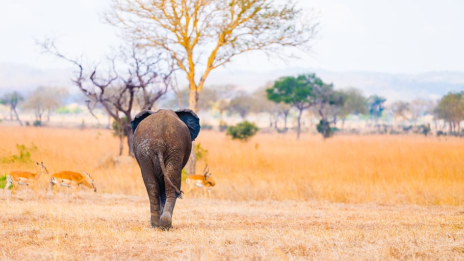 elephant walking near gazelle, savanna, outdoors, nature, grassland, HD wallpaper