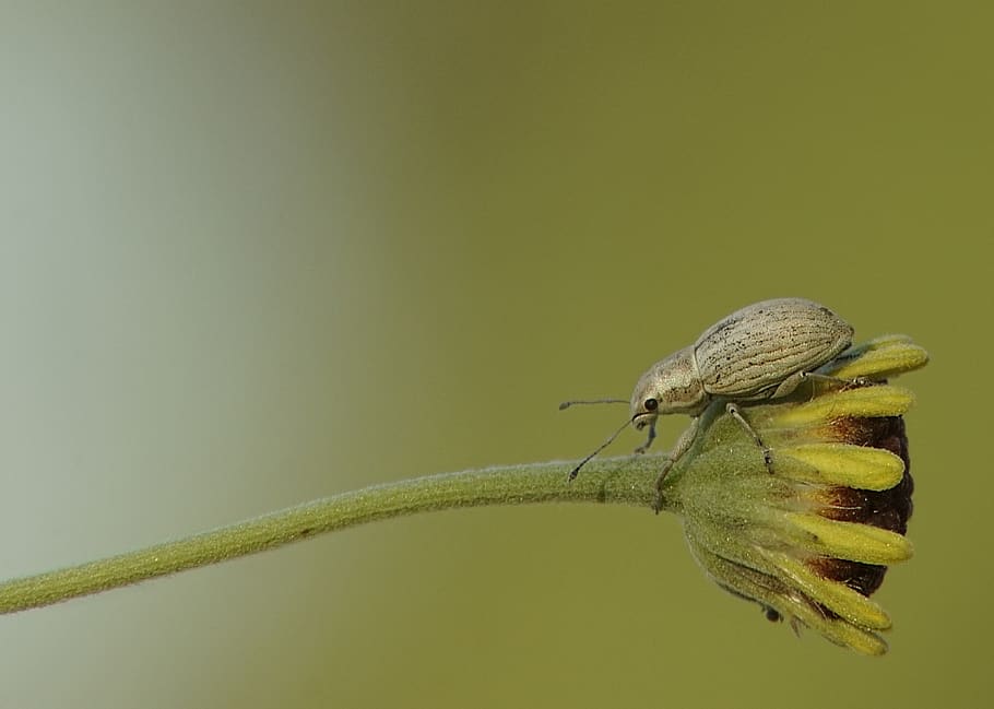 bug, macro, animal themes, invertebrate, animals in the wild HD wallpaper