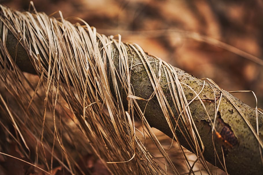 branch, grass, dry, nature, tree, landscape, forest, meadow HD wallpaper
