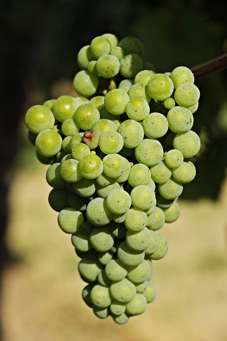 Bundle of Green Grapes, blurred background, close-up, daylight HD wallpaper