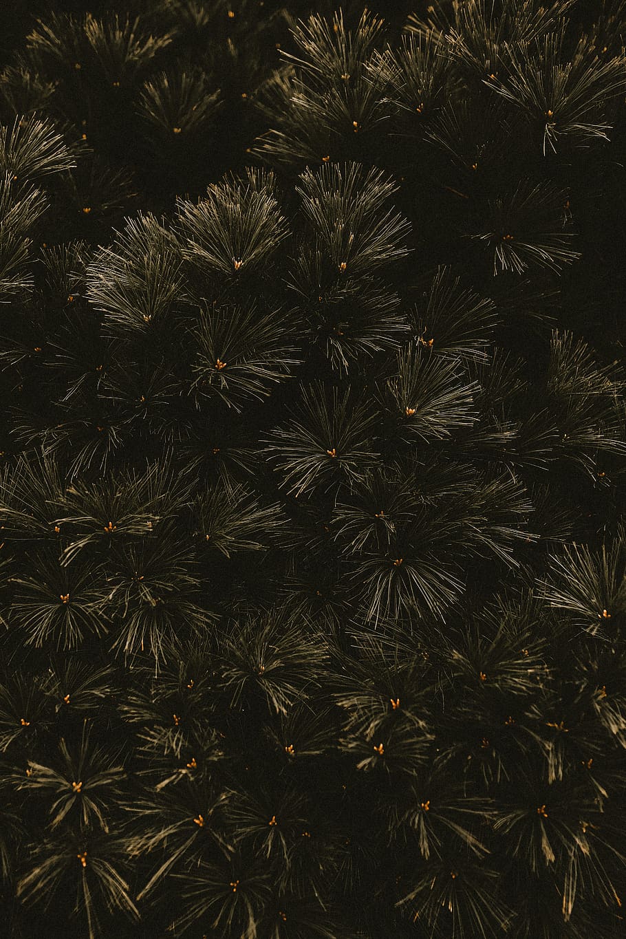 green pine leaf plant, full frame, no people, backgrounds, growth HD wallpaper