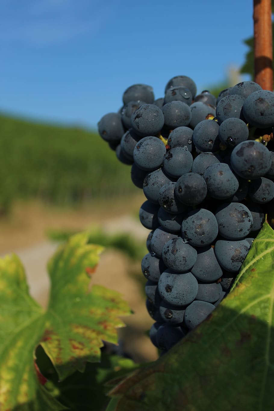 grape, close up, wine, vine, regent, fruit, winegrowing, rebstock, HD wallpaper
