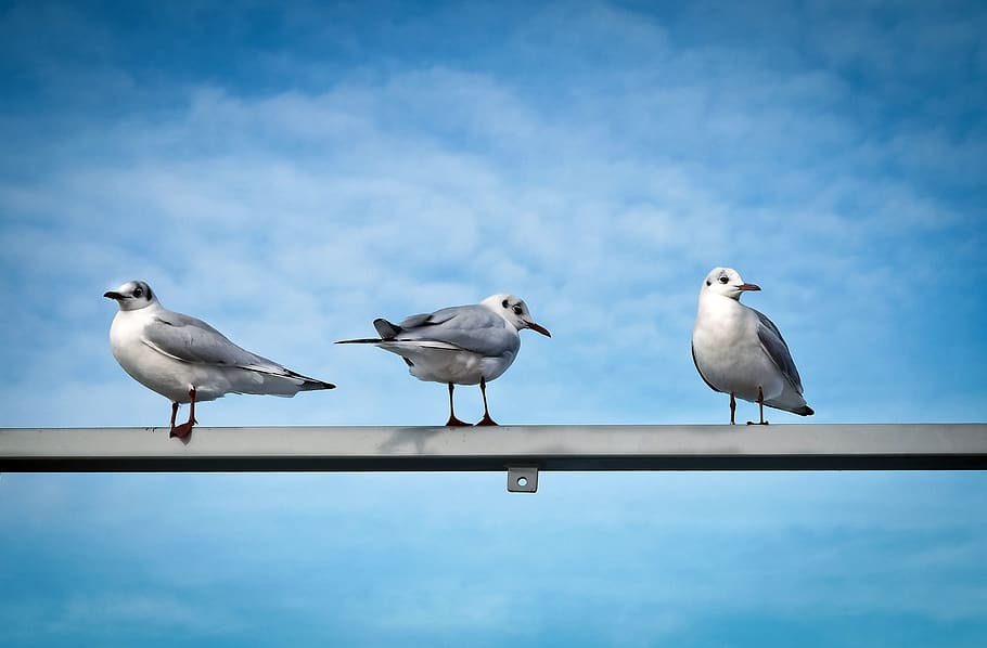 Three White Birds, animals, blue, close-up, clouds, daylight HD wallpaper