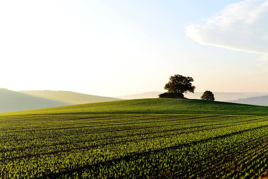 landscape, field, green, fields, grass, fog, foggy, horizon HD wallpaper