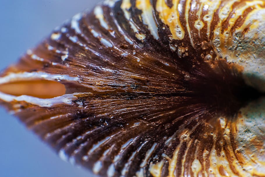 shell, close up, macro, nature, animal world, structure, pattern HD wallpaper