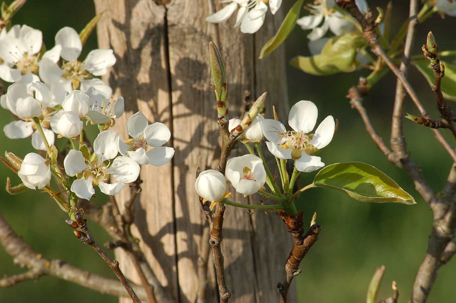 bloom, spring, flowers, nature, cultivation, fruit plants, flowering plant HD wallpaper