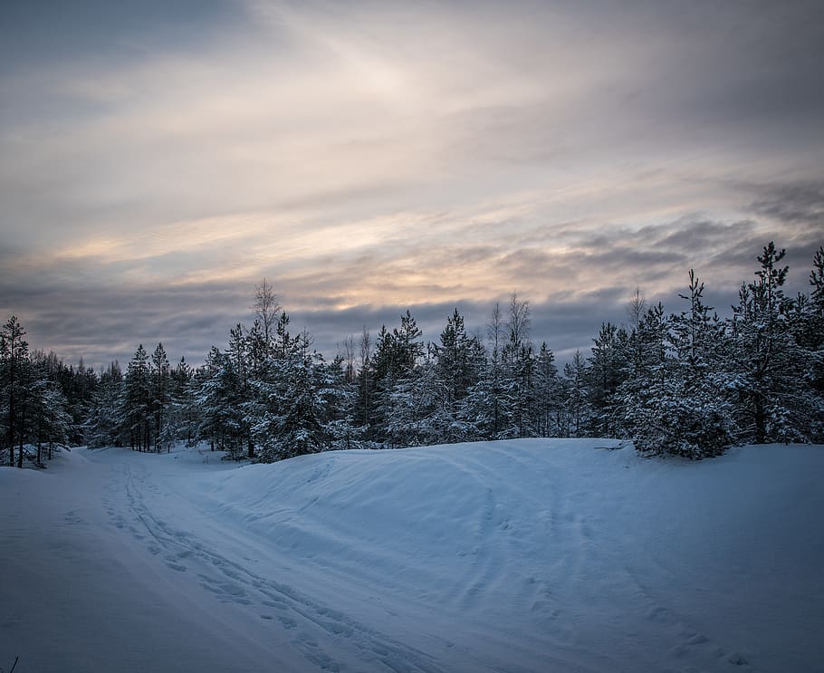 Green Pine Trees Forest Surrounded by Snow Pile, clouds, cold HD wallpaper