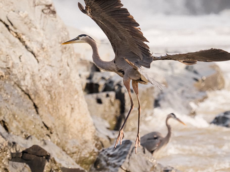 bird, flight, flying, heron, birds, nature, animals in the wild HD wallpaper