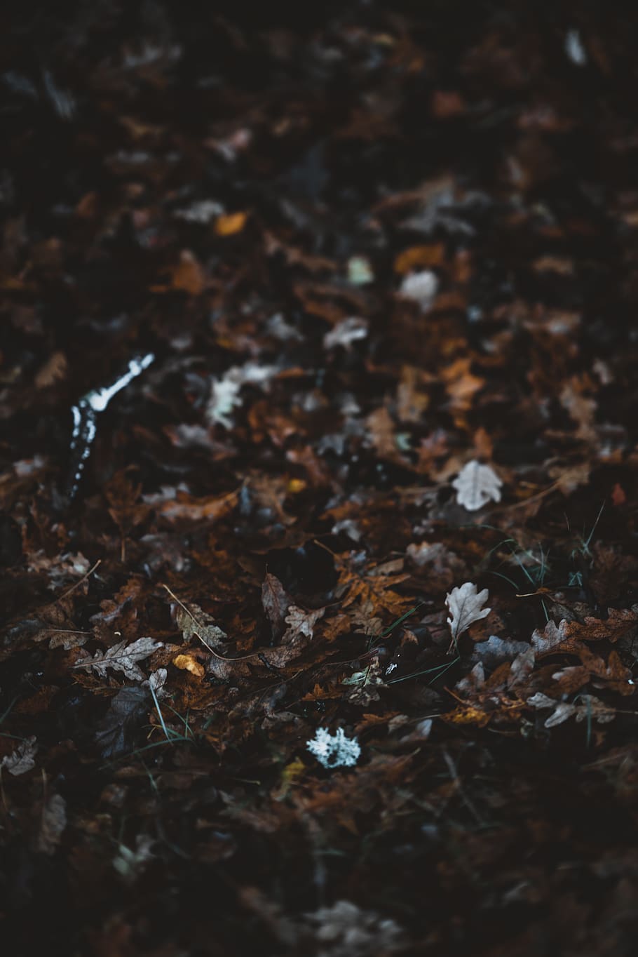 brown leaves, plant part, leaf, selective focus, no people, land HD wallpaper