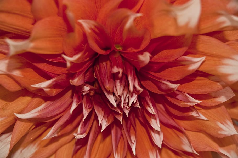 flower, orange, red, nature, flowering plant, beauty in nature HD wallpaper