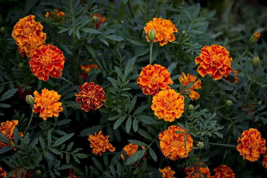 marigold, plant, orange plant, summer, garden, flower, flowering plant, HD wallpaper
