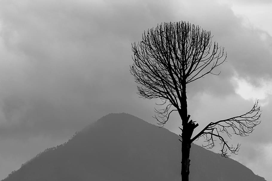 black and white, tree, nature, cloud - sky, bare tree, no people HD wallpaper