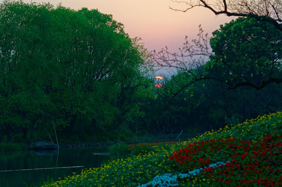 trees, lake, forest, sunset, nikon, d7000, wetland, landscape HD wallpaper