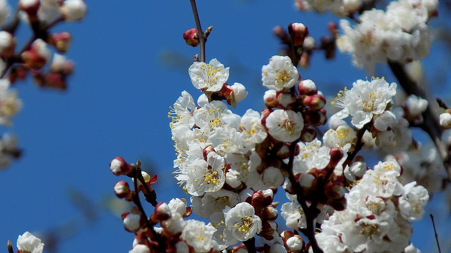 spring, bloom, cherry, flowers, flowering plant, freshness HD wallpaper