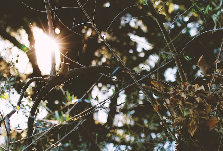 italy, lake garda, sun, tree, garda lake, plant, focus on foreground HD wallpaper