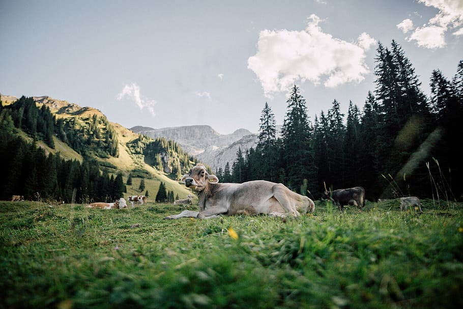 water buffalo lying on grass, cow, rock, alp, cloud, tree, hill HD wallpaper