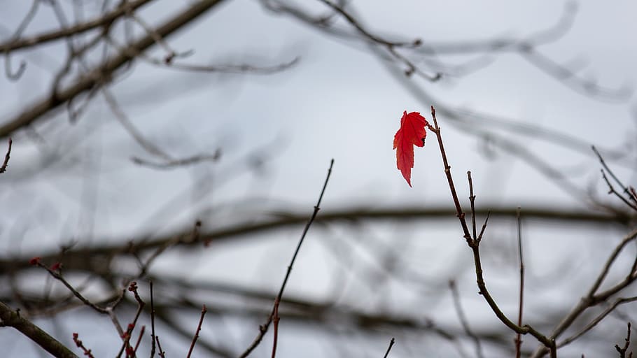 leaf, contrast, red, plant, tree, branch, nature, focus on foreground HD wallpaper