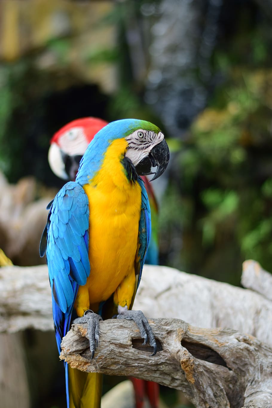 macow, bird, parrot, vertebrate, animal wildlife, animal themes HD wallpaper