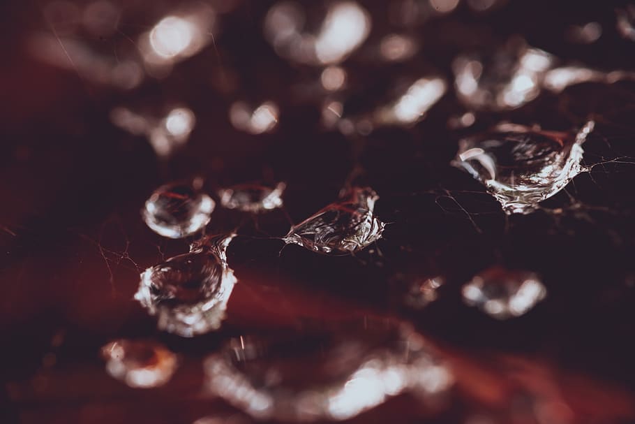 nature, outdoor, web, spider web, water, drop, drops, droplet HD wallpaper