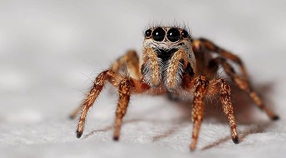Orange and Black Spider, close-up, insect, macro, animal themes HD wallpaper