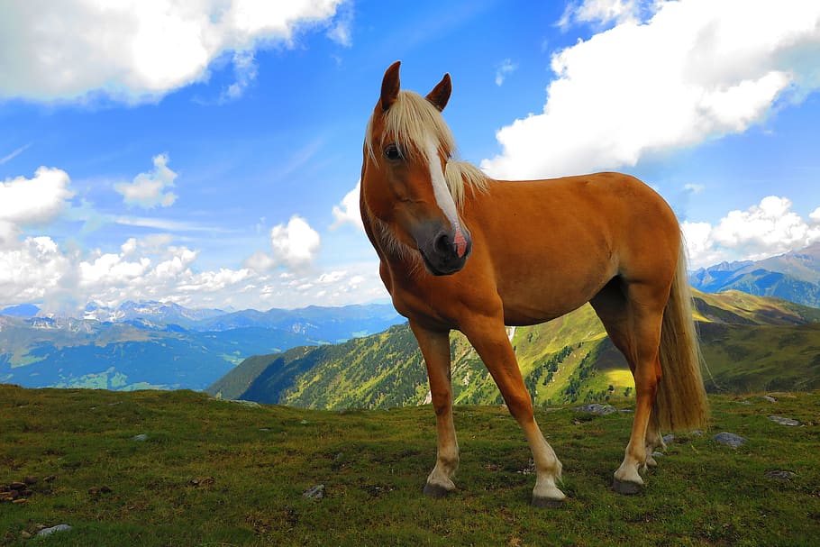 italy, sarentino, cloud - sky, livestock, domestic animals HD wallpaper