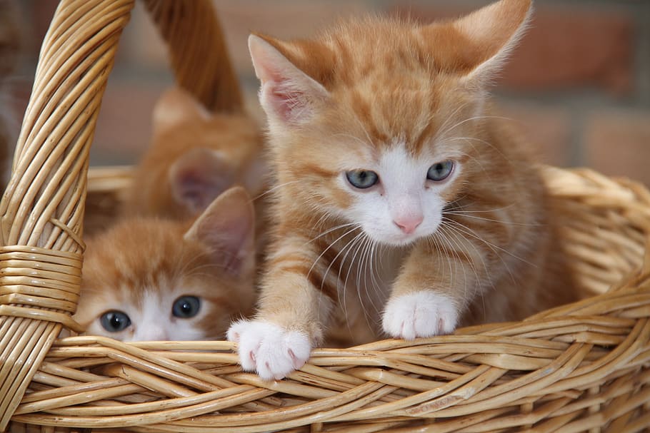 kitten, cat, animal, pet, cute, mieze, mackerel, domestic, pets HD wallpaper