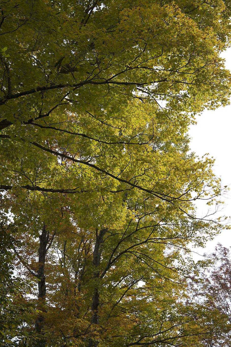 Green Leaf Tree, branches, nature, plants, trees, growth, low angle view HD wallpaper