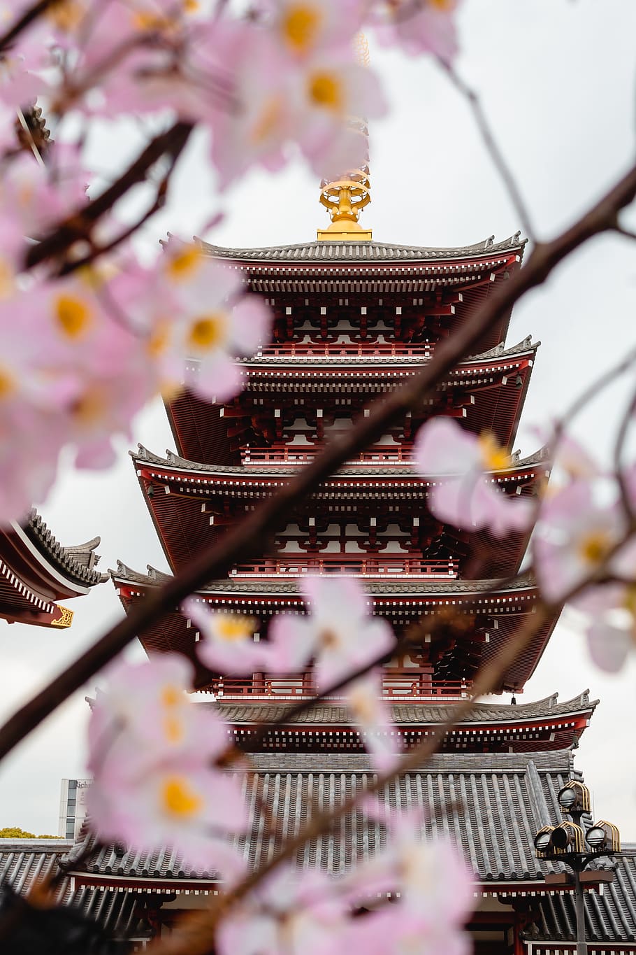 brown pagoda, japan, temple, blossom, sensō-ji, taitō-ku, architecture HD wallpaper