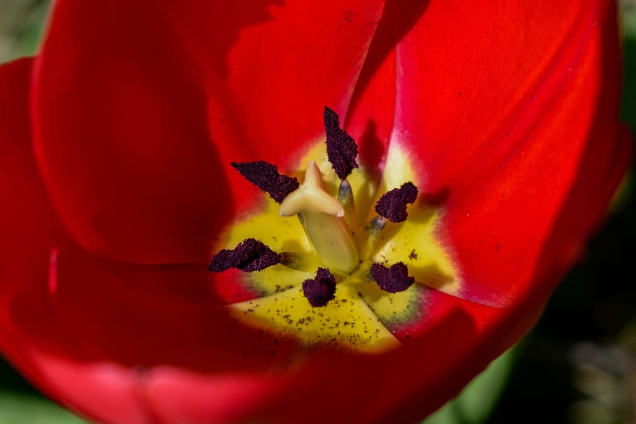tulip, flower, red, spring, nature, closeup, macro, petals HD wallpaper