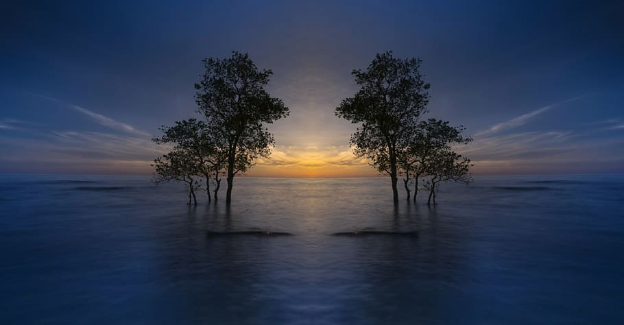 landscape, ocean, sea, tree, nature, sunlight, sun sun rise HD wallpaper