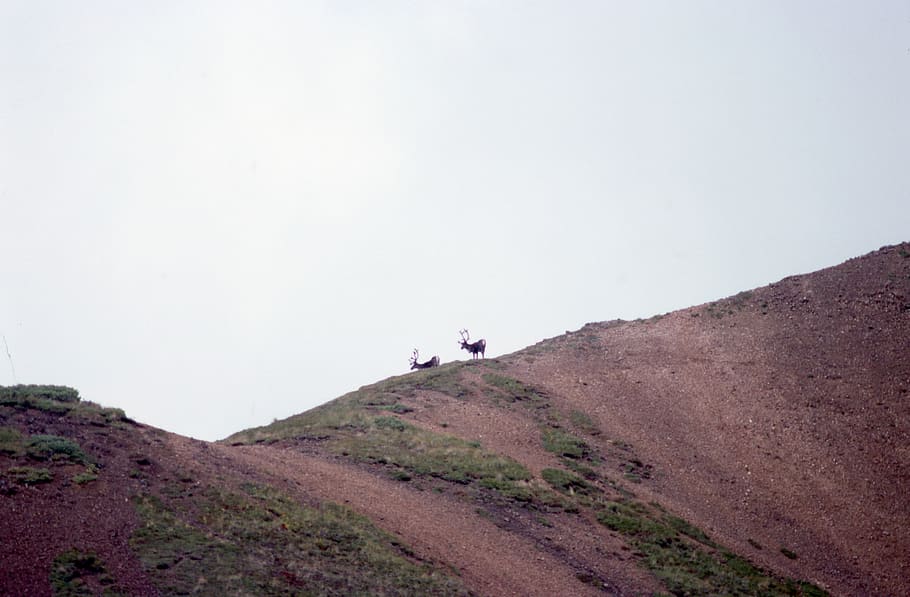 deer, mountain, mountain side, sky, leisure activity, real people HD wallpaper