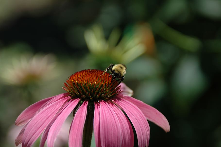 flower, garden, bee, animal themes, animal wildlife, one animal HD wallpaper