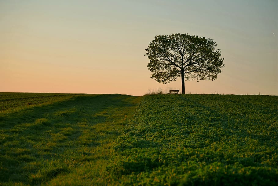 old tree, bavaria, sunrise, bank, swiss francs, plant, sky HD wallpaper