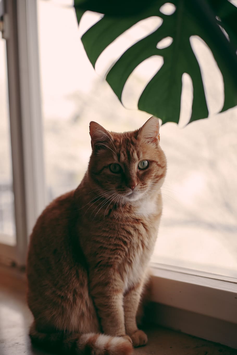 orange tabby cat, domestic, pets, domestic animals, domestic cat HD wallpaper