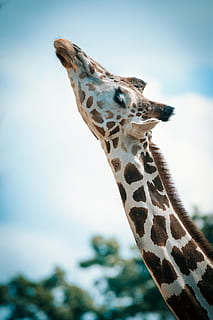 brown and white giraffe, sky, reach, neck, animal, face, portrait HD wallpaper