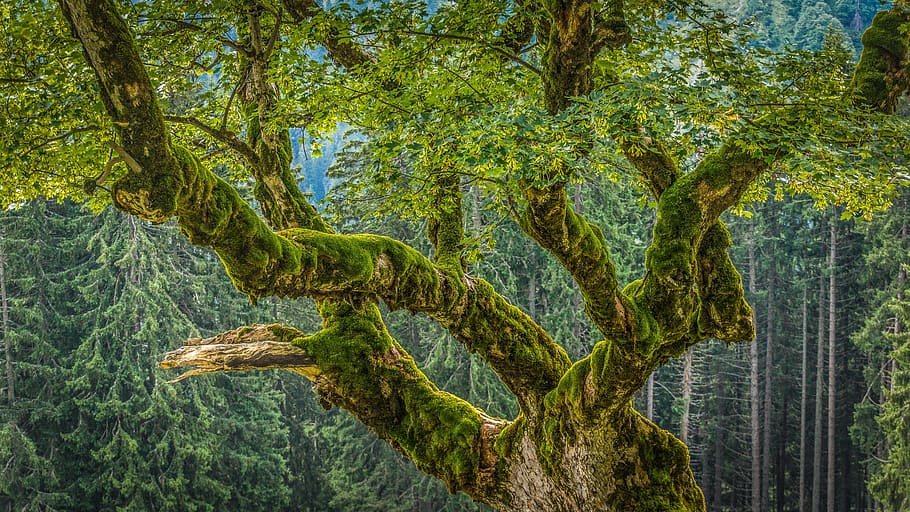 chestnut, moss, forest, aesthetic, old, nature, kleinwalsertal HD wallpaper