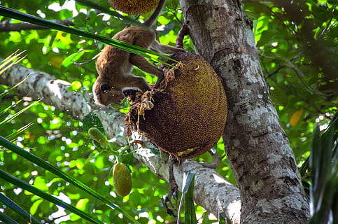 jackfruit, tropical, tree, food, delicious, healthy, asian HD wallpaper