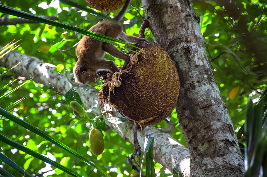 jackfruit, tropical, tree, food, delicious, healthy, asian HD wallpaper