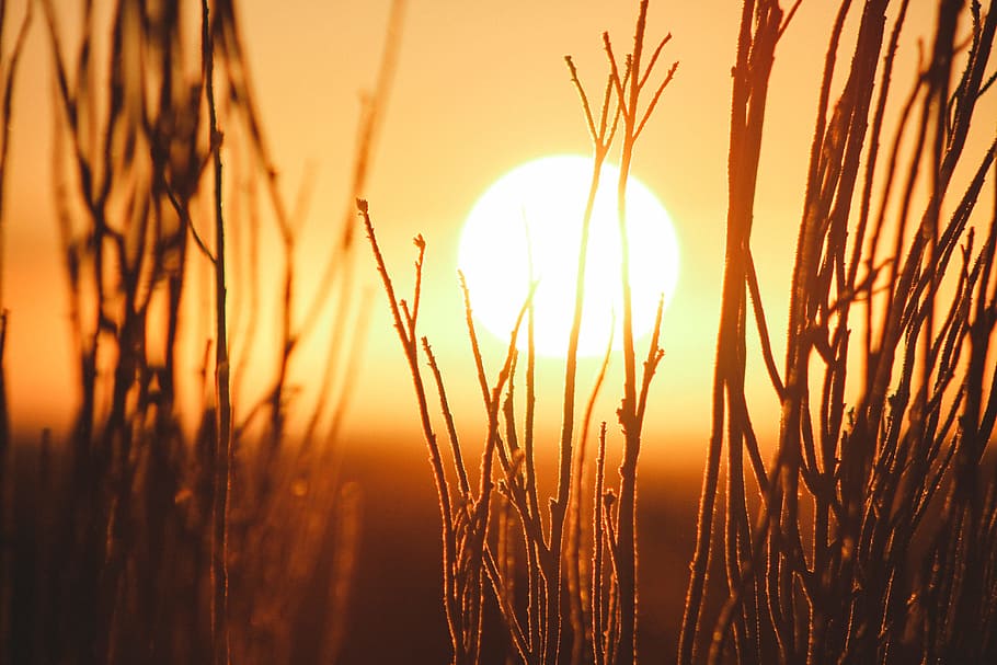 shallow focus photography of grains with sun, silhouette, yellow HD wallpaper
