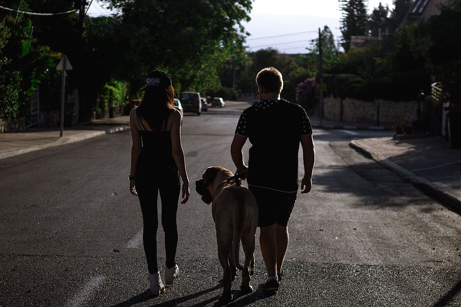 road, trees, street, dog, man, woman, english, mastiff, doggo HD wallpaper